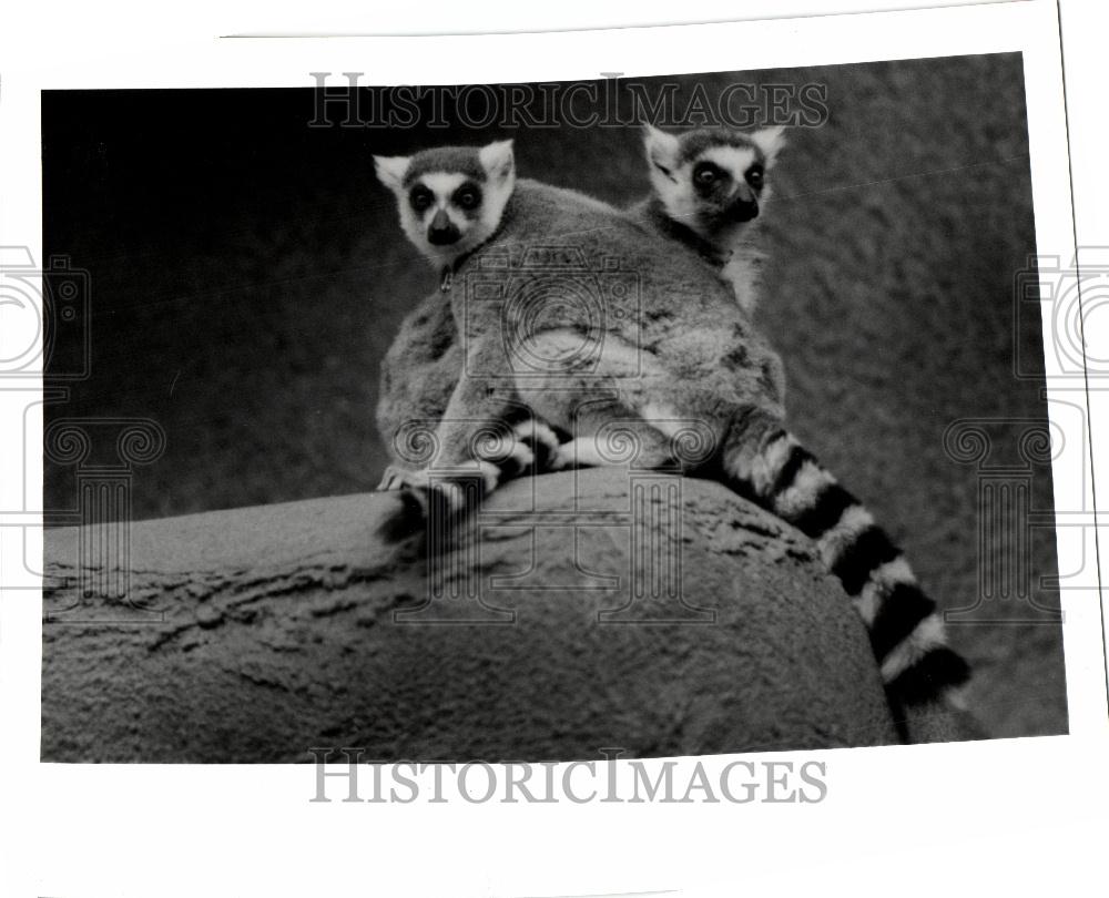 1989 Press Photo Zoo, Lemurs - Historic Images