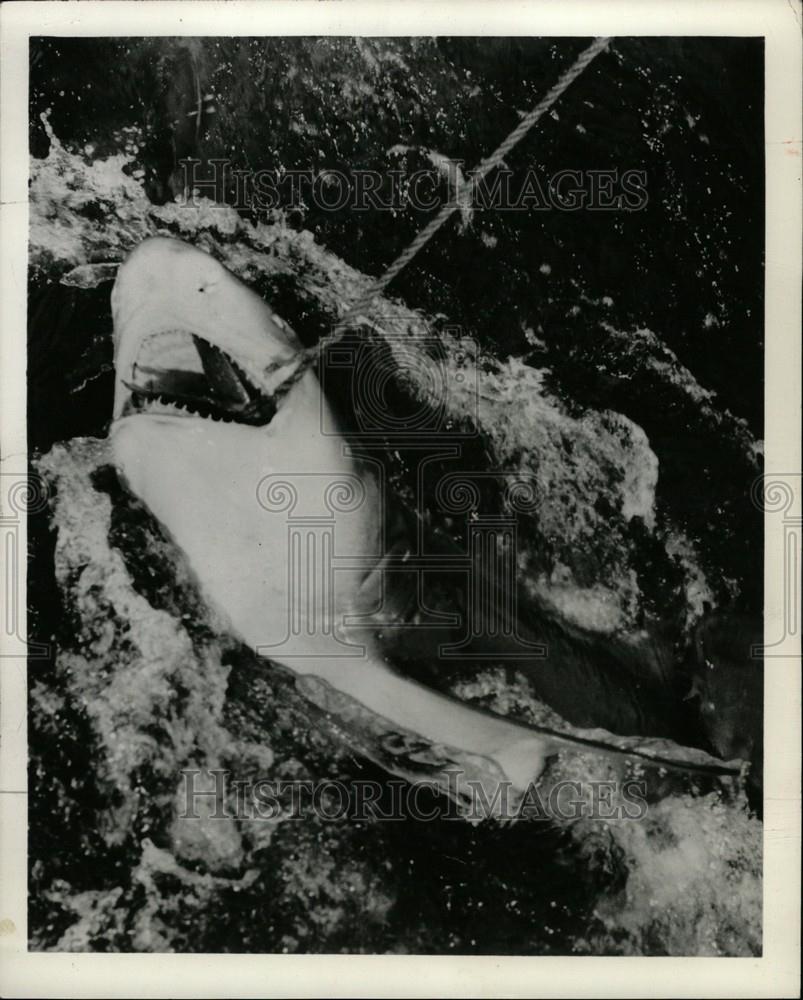 1959 Press Photo Miami Seaquarium Shark - Historic Images