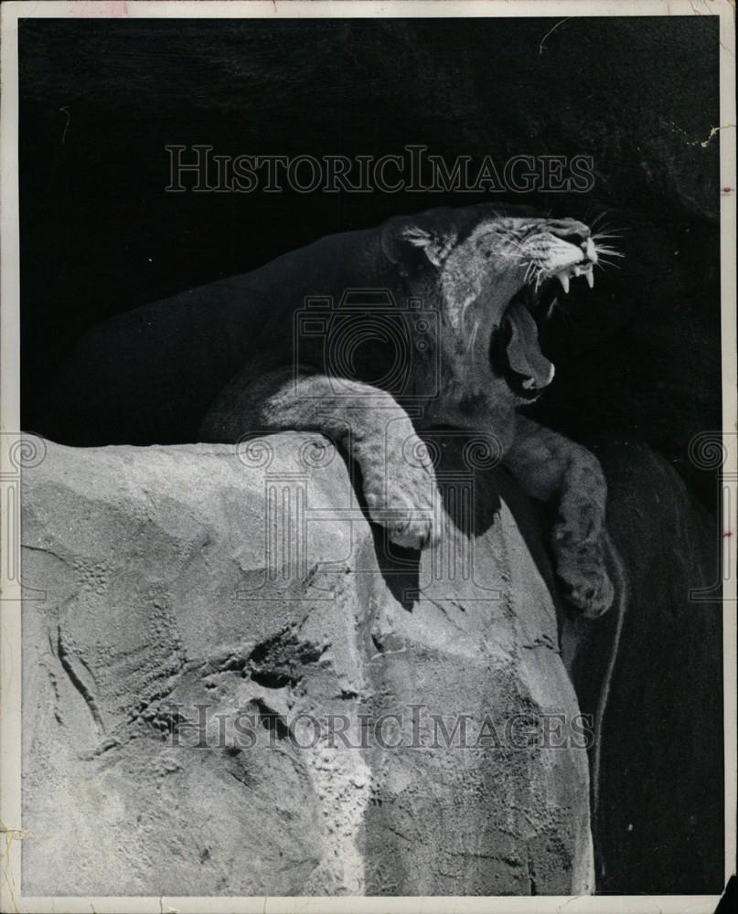 1980 Press Photo Lion big cats genus Panthera Felidae - Historic Images