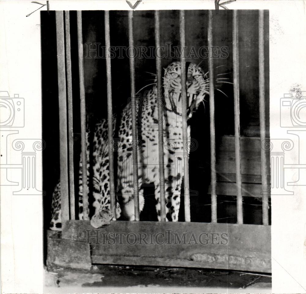 1950 Press Photo Leopard - Historic Images