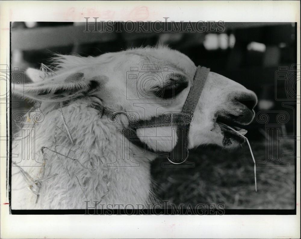 1990 Press Photo Llama Head Halter - Historic Images
