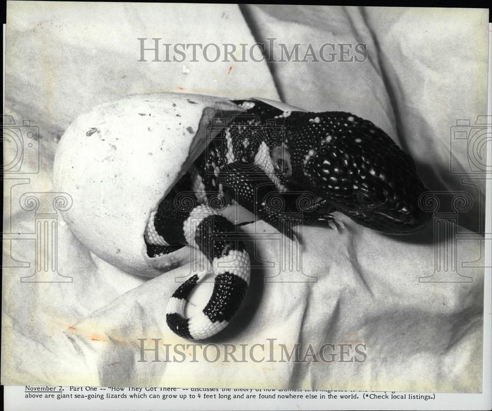 1986 Press Photo Lizard Galapagos - Historic Images