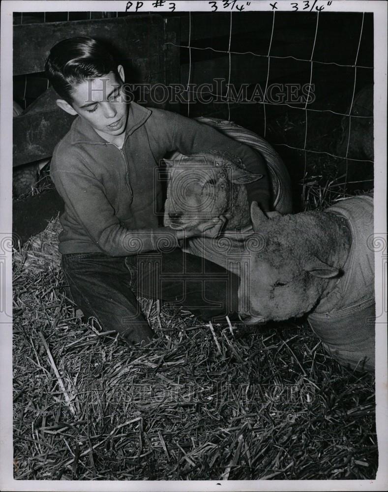 1956 Press Photo Jimmy Hawks Litchfield sheep - Historic Images