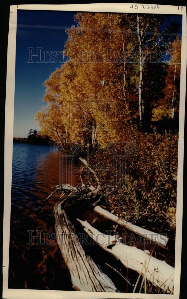 1990 Press Photo Upper Peninsula Michigan Leaves - Historic Images