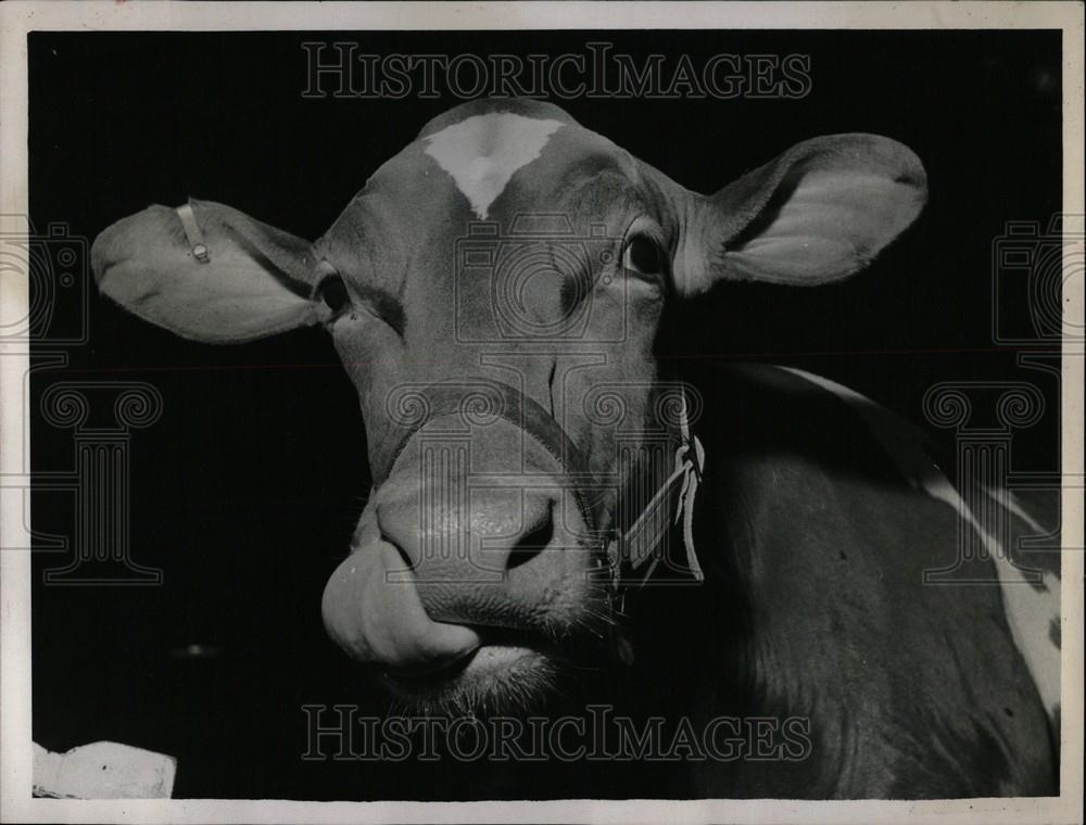 1958 Press Photo Michigan livestock cow cattle - Historic Images