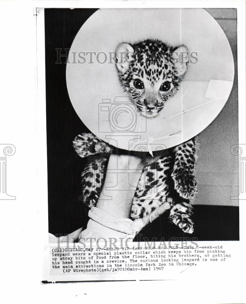 1957 Press Photo Leopard Special Plastic Collar - Historic Images