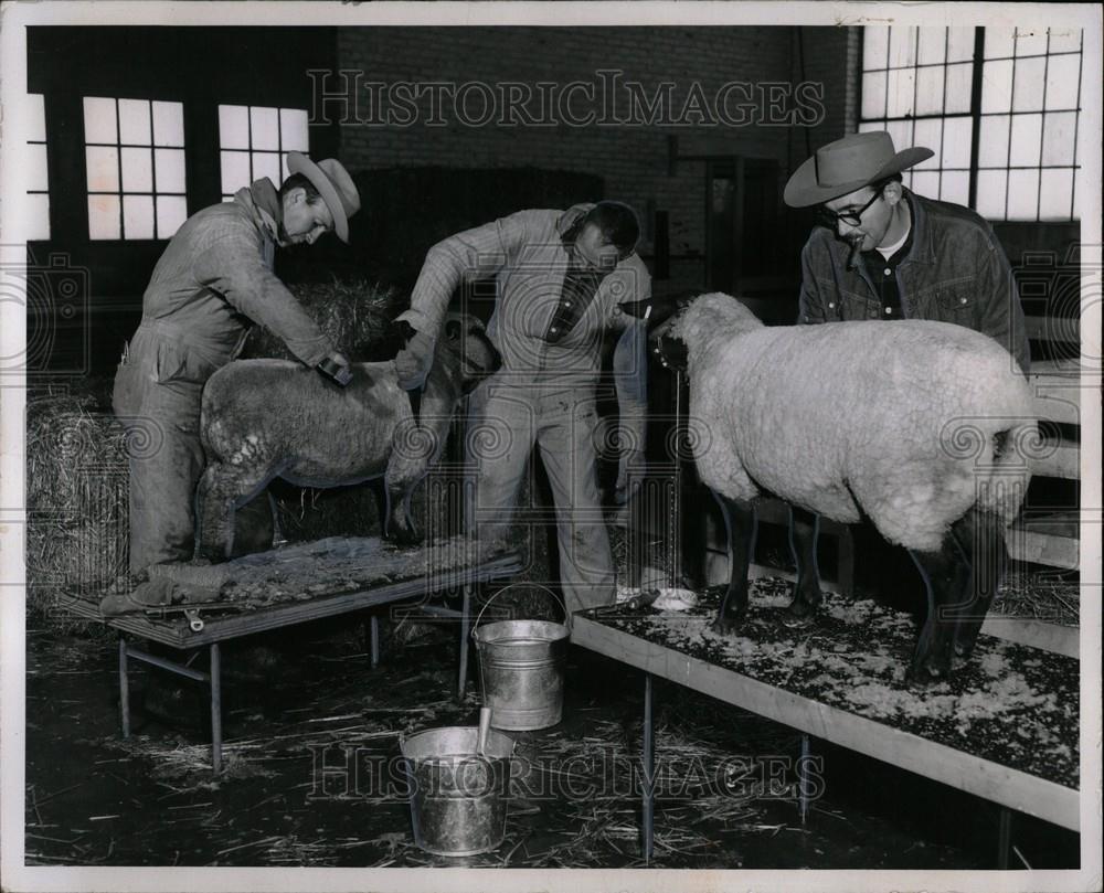 1963 Press Photo Livestock show Phenotypical Breed - Historic Images