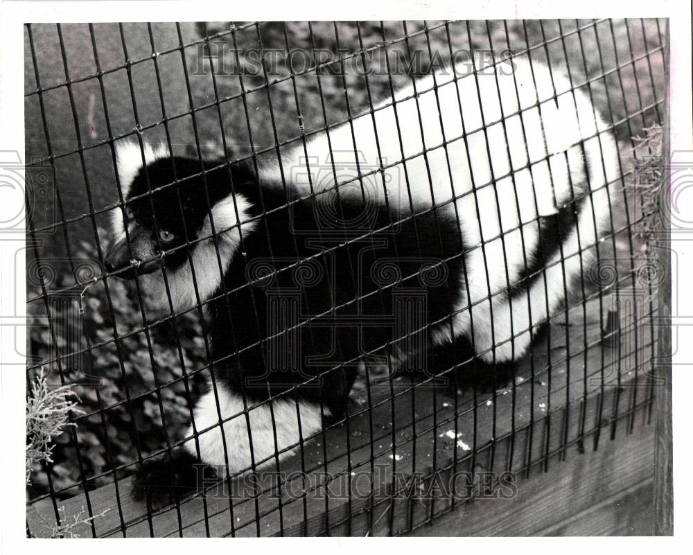 1987 Press Photo Ruffed Lemur Madagascar. - Historic Images