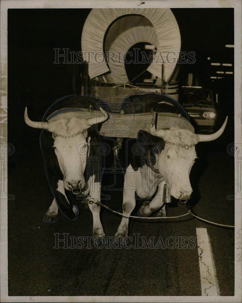 1966 Press Photo Bull Michigan State Fair - Historic Images