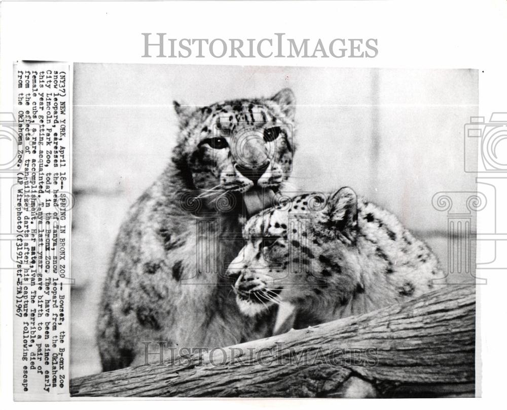 1967 Press Photo snow leopard Bronx Zoo big cats Asian - Historic Images