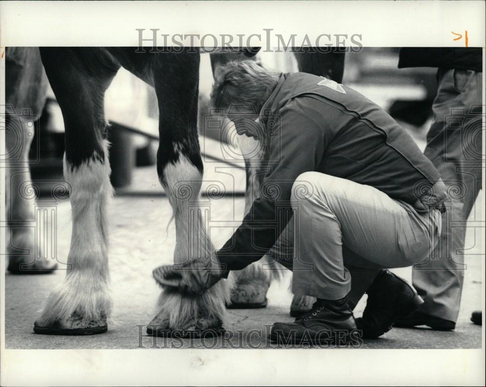 1987 Press Photo Remy Sims Rosemary Madigan Clydesdales - Historic Images