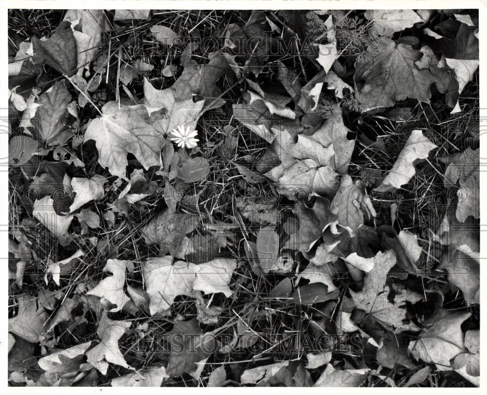 1965 Press Photo Leaf Leaves Ground - Historic Images