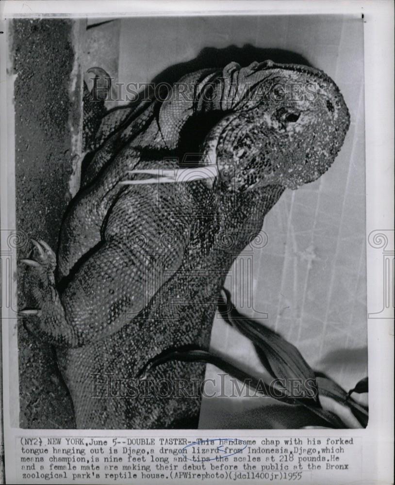 1955 Press Photo dragon lizard Bronx zoo reptile house - Historic Images