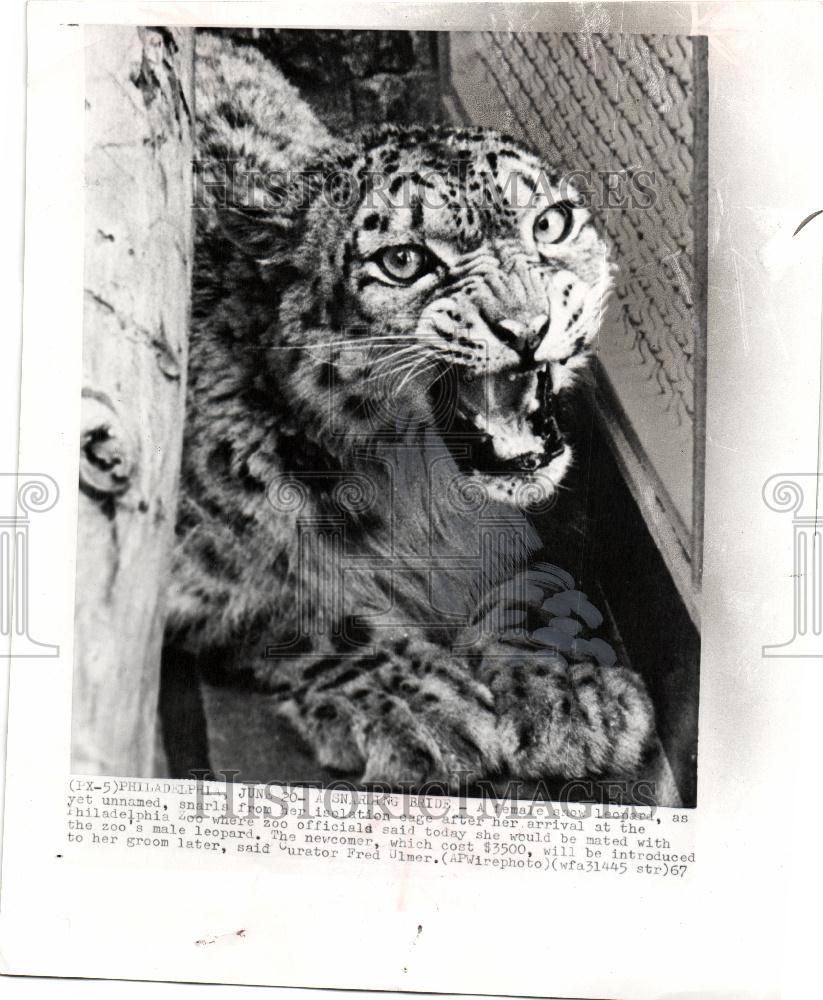 1967 Press Photo Snow leopard Philadelphia zoo - Historic Images