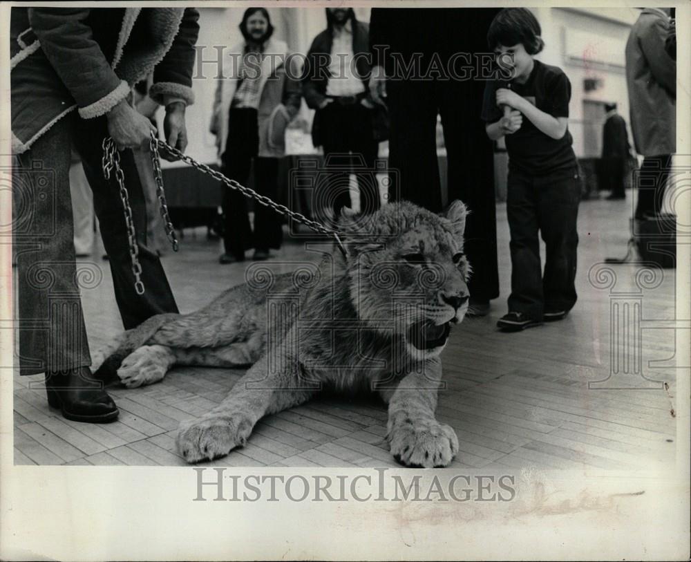 1975 Press Photo lion on chain - Historic Images