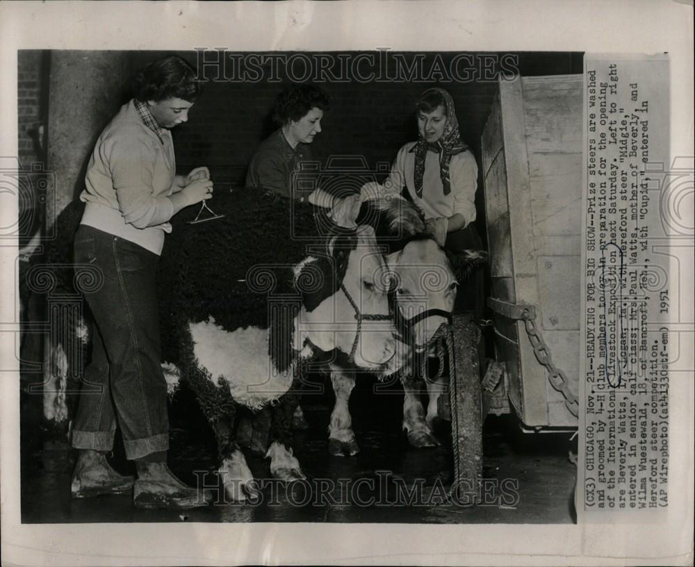 1951 Press Photo Hereford Steer Competition - Historic Images