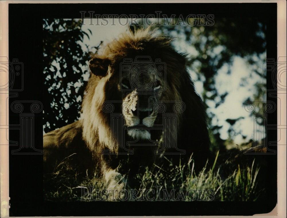 1987 Press Photo Lion Vulnerable Species Yukon - Historic Images