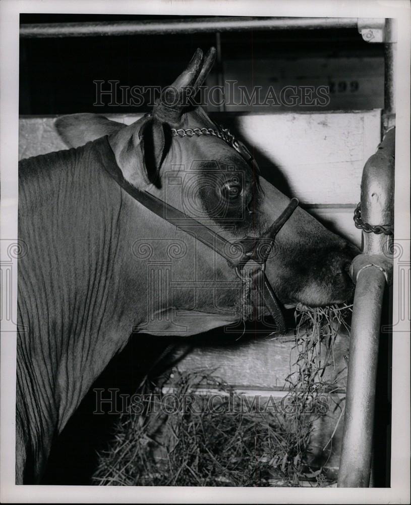 1954 Press Photo Michigan State Fair Detroit - Historic Images