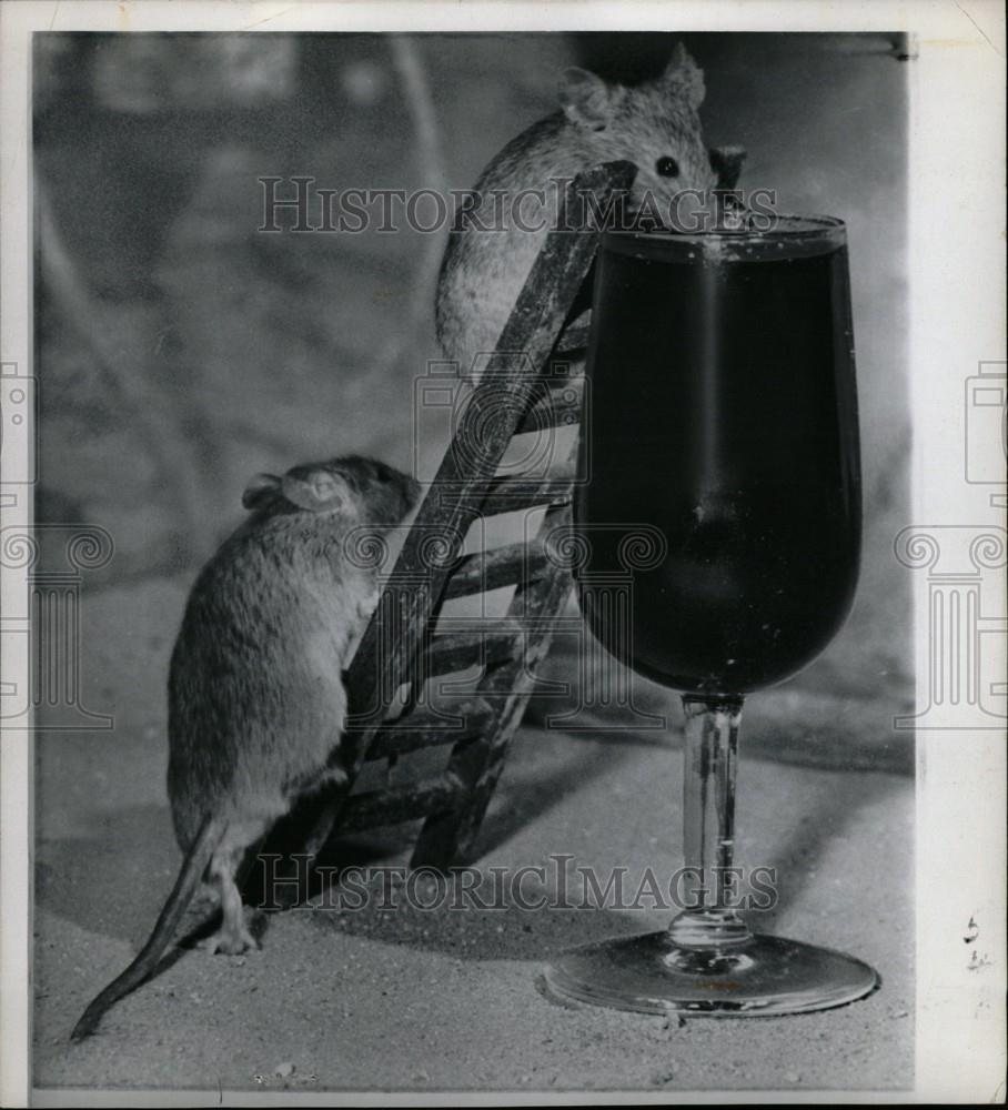 1960 Press Photo Mice Tasting Wine - Historic Images