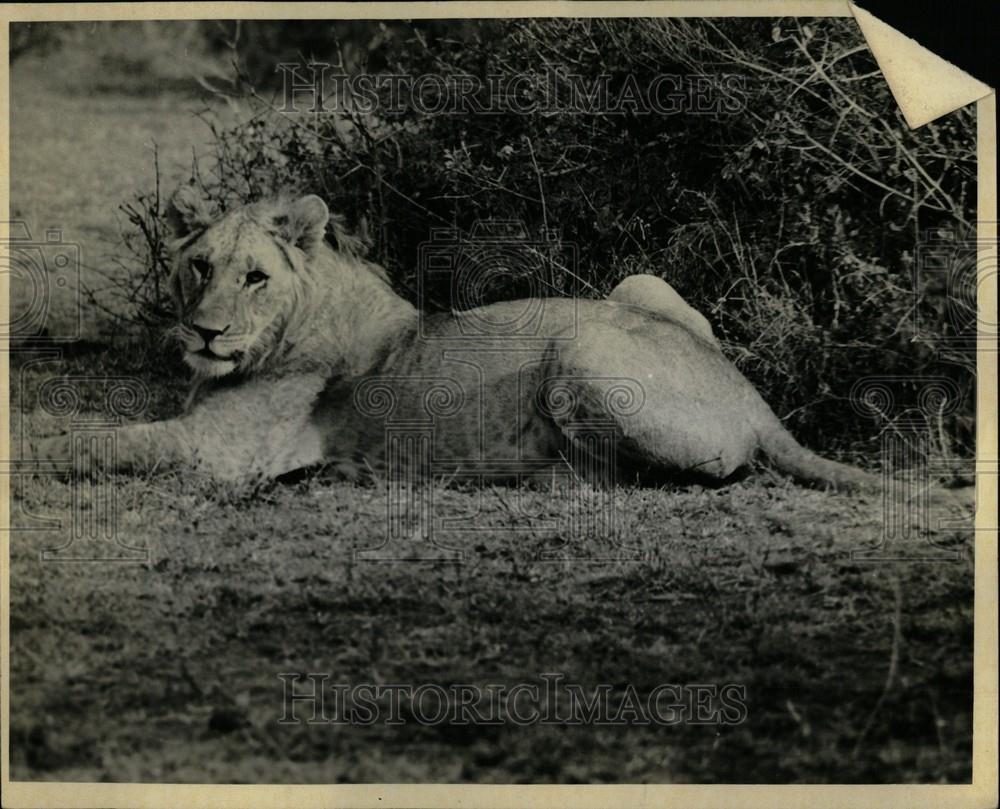 1959 Press Photo Lion member of the family Felidae - Historic Images