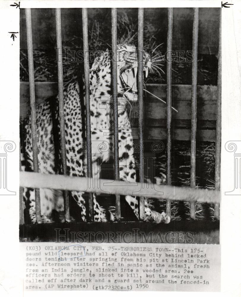 1950 Press Photo leopard zoo escape oklahoma - Historic Images