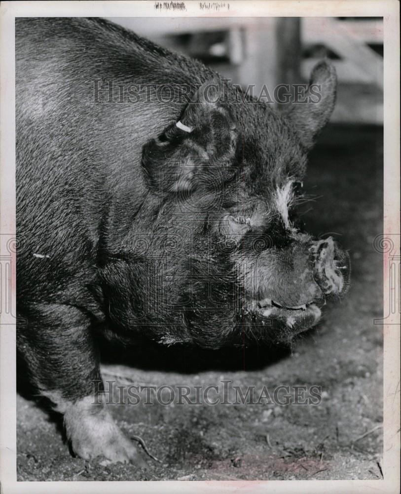 1967 Press Photo Michigan State Fair - Historic Images