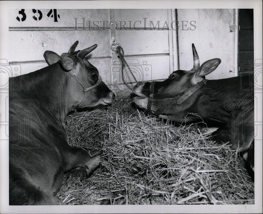 1954 Press Photo Cows Cattle Livestock - Historic Images