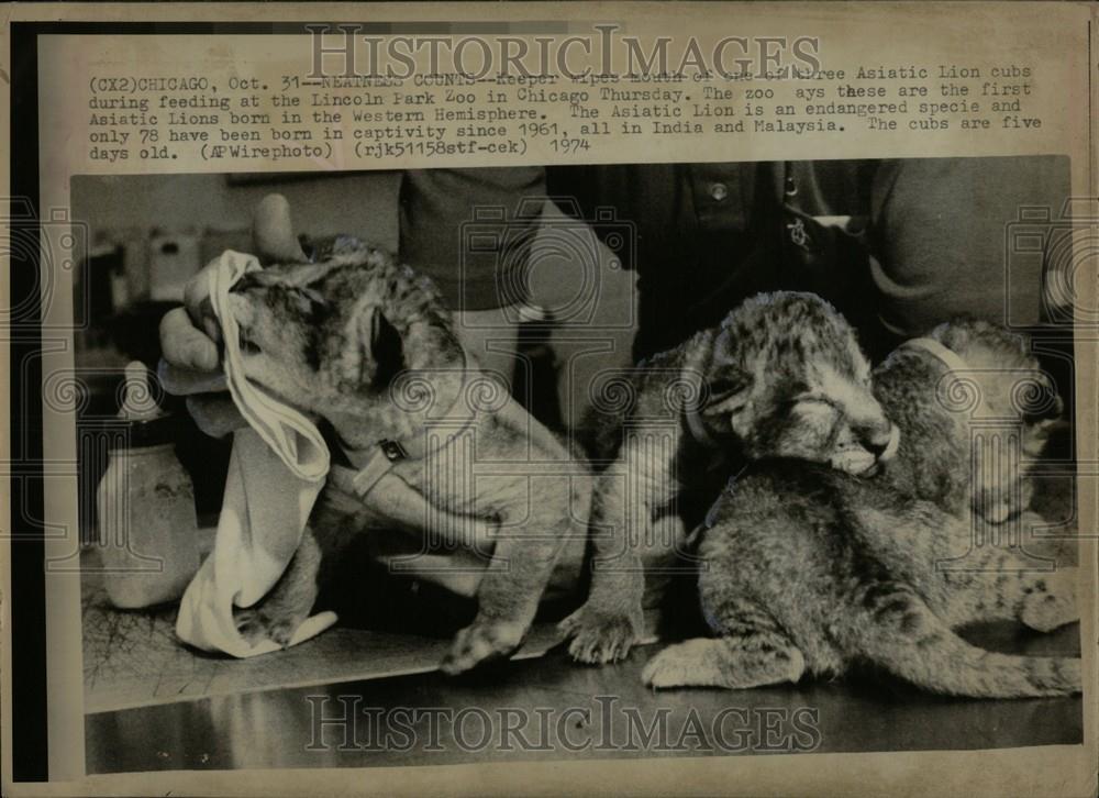 1974 Press Photo Lincoln Park Zoo Lion Cubs Feeding - Historic Images