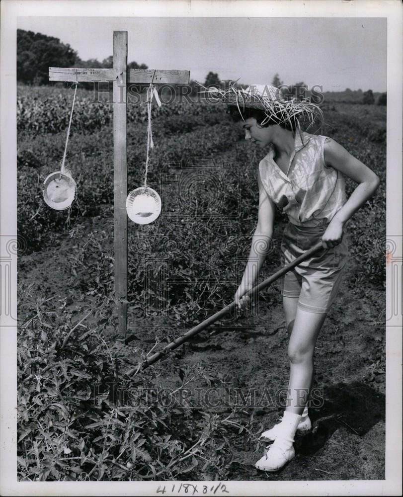 1961 Press Photo Michigan State Fair Tomato Contest - Historic Images