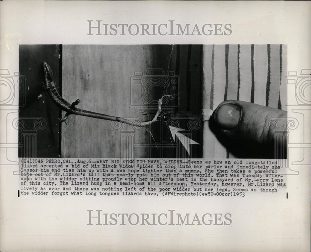 1953 Press Photo lizard black widow spider San Pedro CA - Historic Images