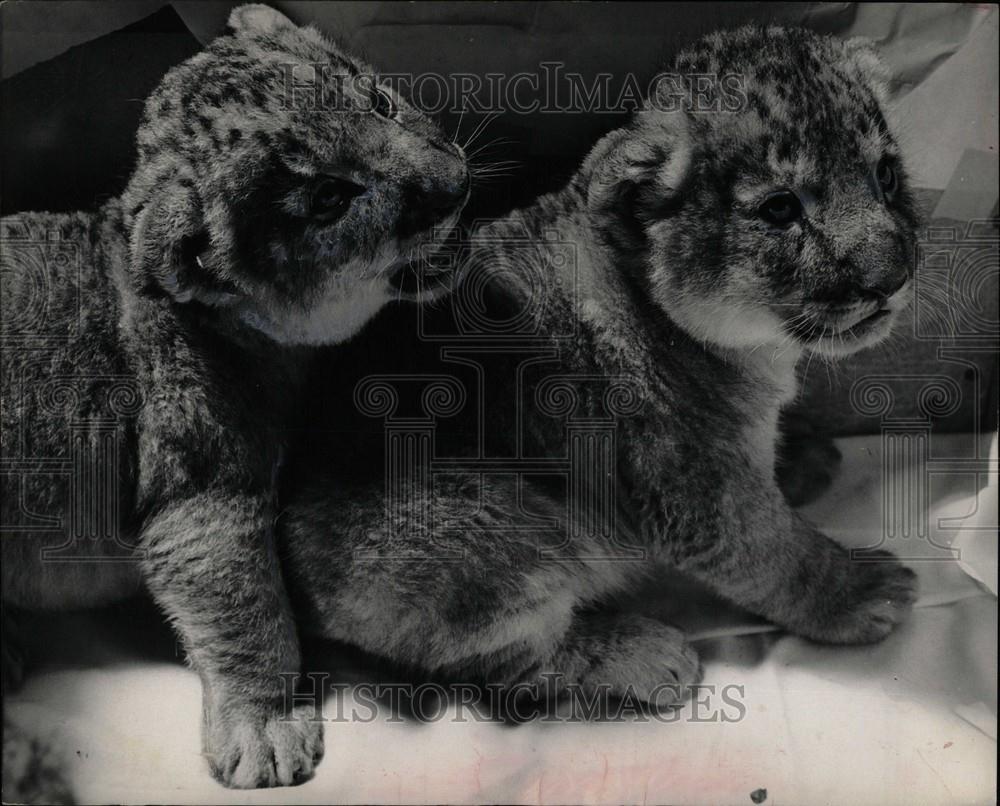 1965 Press Photo Lion Cubs Romp Zoo - Historic Images