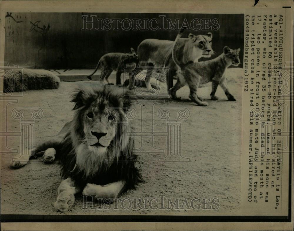 1972 Press Photo Vulnerable lion Leo son Frasier - Historic Images