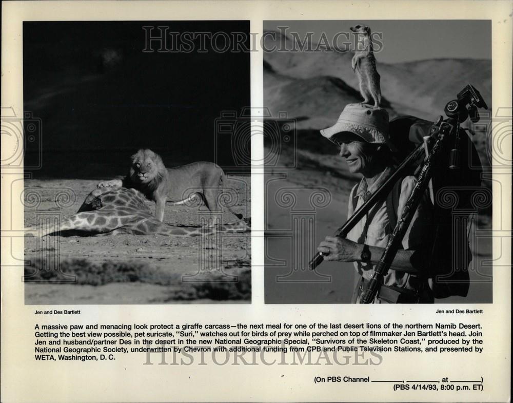 1993 Press Photo Lion Namibian Desert - Historic Images