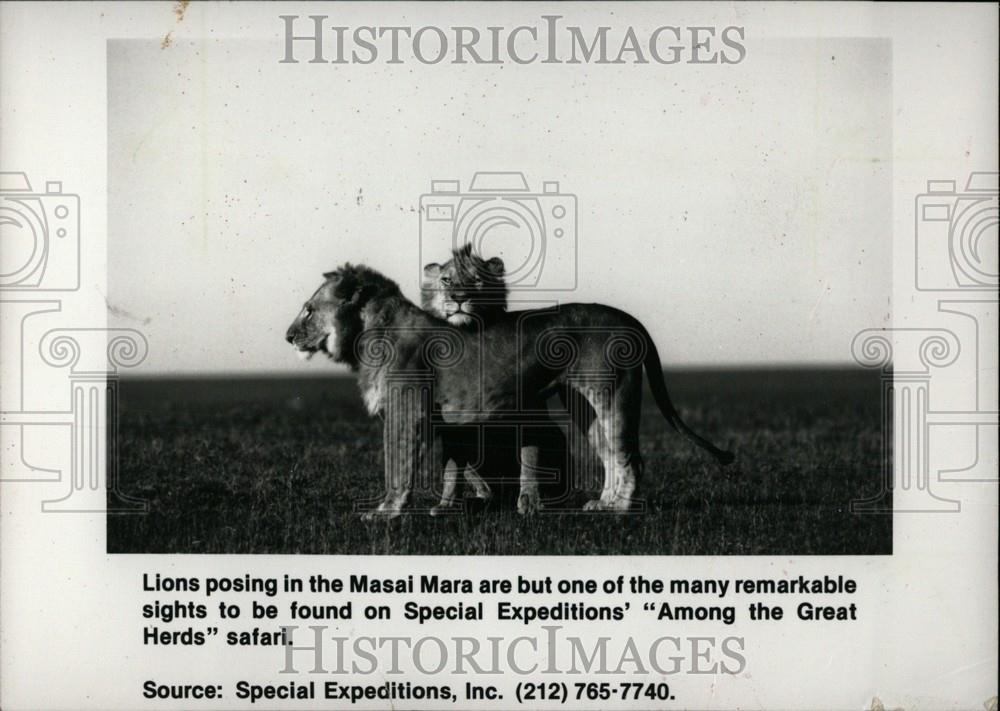 1991 Press Photo Lions posing Masai Mara sight safari - Historic Images