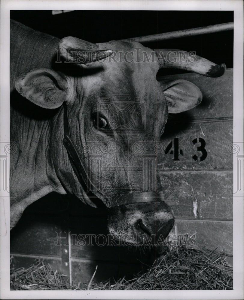 1954 Press Photo A Coy Cow - Historic Images