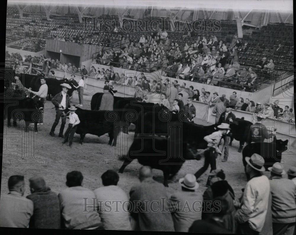 1960 Press Photo Junior Livestock Show - Historic Images