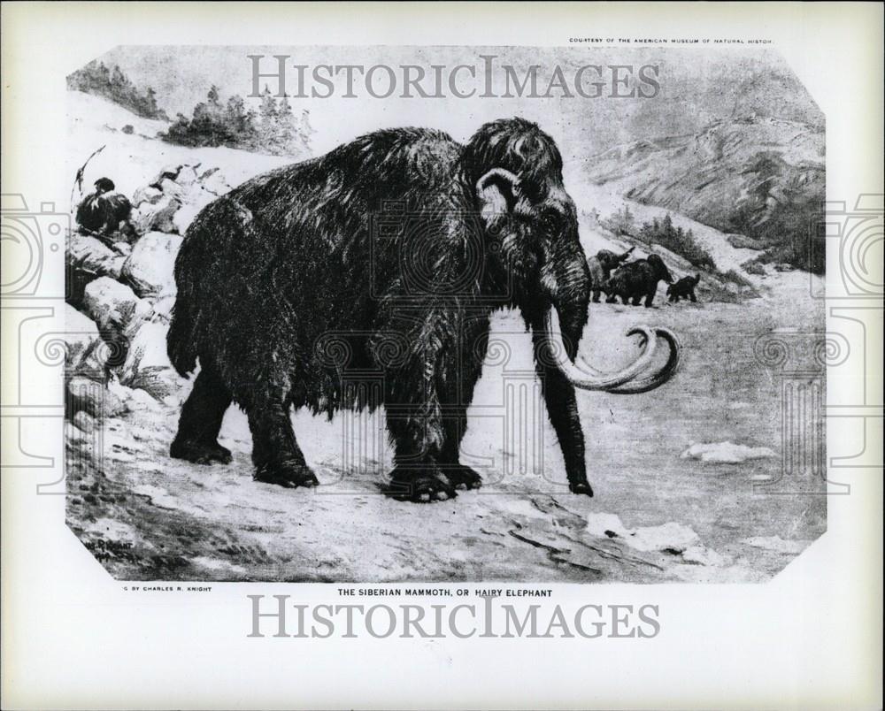 1979 Press Photo Siberian mammoth - Historic Images