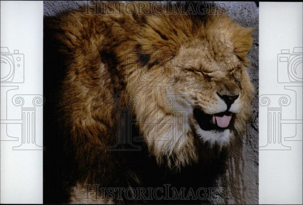 Press Photo Detroit Zoo lions making faces - Historic Images