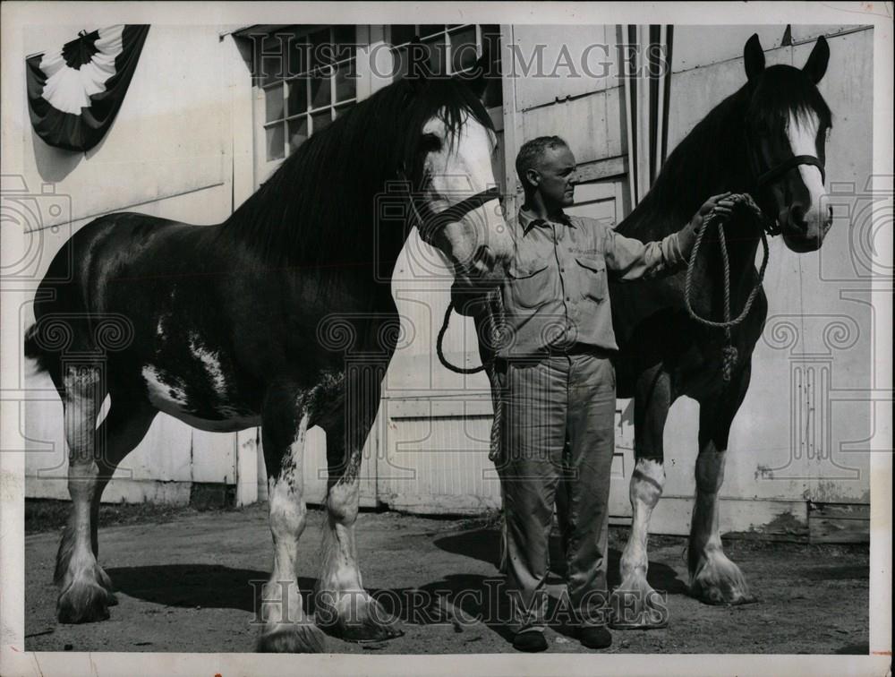 1956 Press Photo Fair Horses - Historic Images