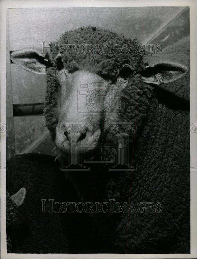 1958 Press Photo Michigan State Fair Southland Sheep - Historic Images