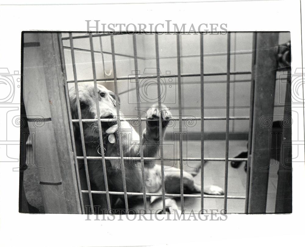 1982 Press Photo Leader Dogs For The Bueno, Noah - Historic Images