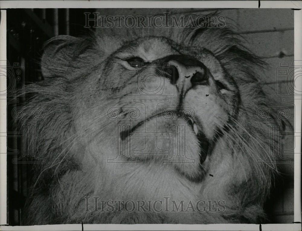 1957 Press Photo Lion - Historic Images