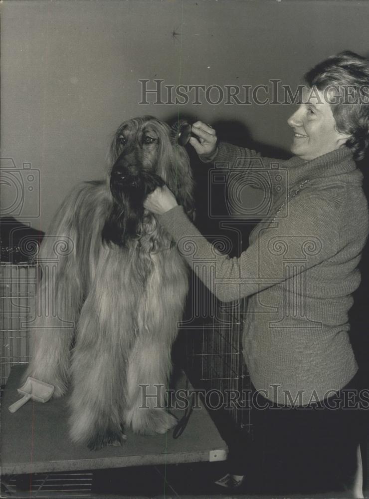 Press Photo Afghan hound readied for a show - KSC19021 - Historic Images