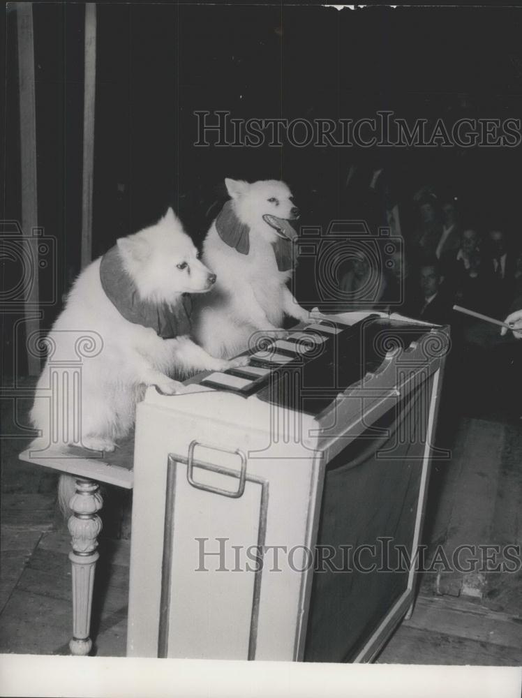 1954 Press Photo Dogs play an organ - KSC19613 - Historic Images