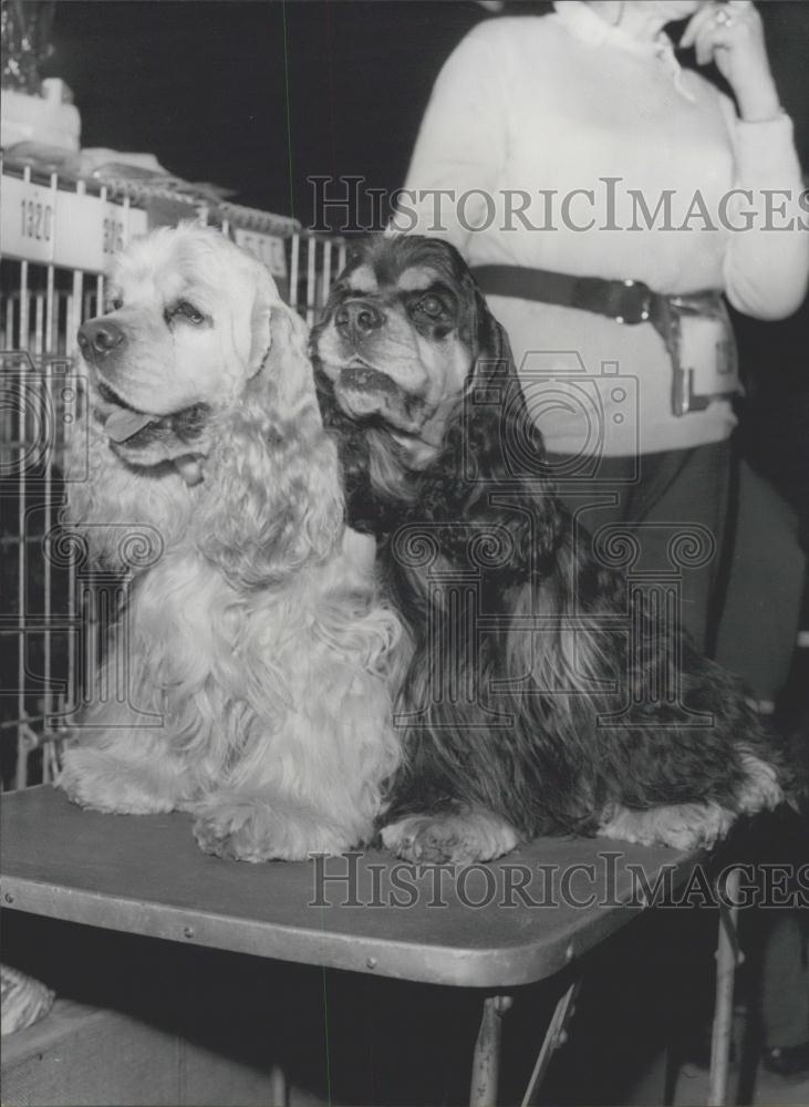 Press Photo Two cocker spaniels in a dog show - KSC18959 - Historic Images