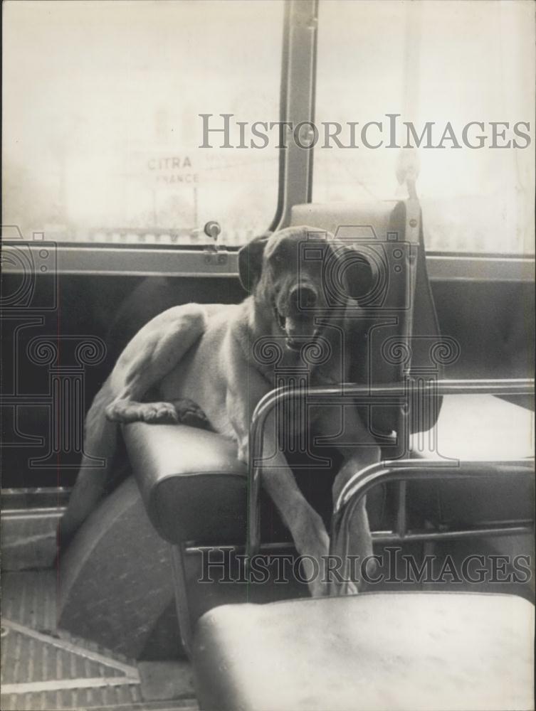 Press Photo Large dog rides the bus in France - KSC18901 - Historic Images