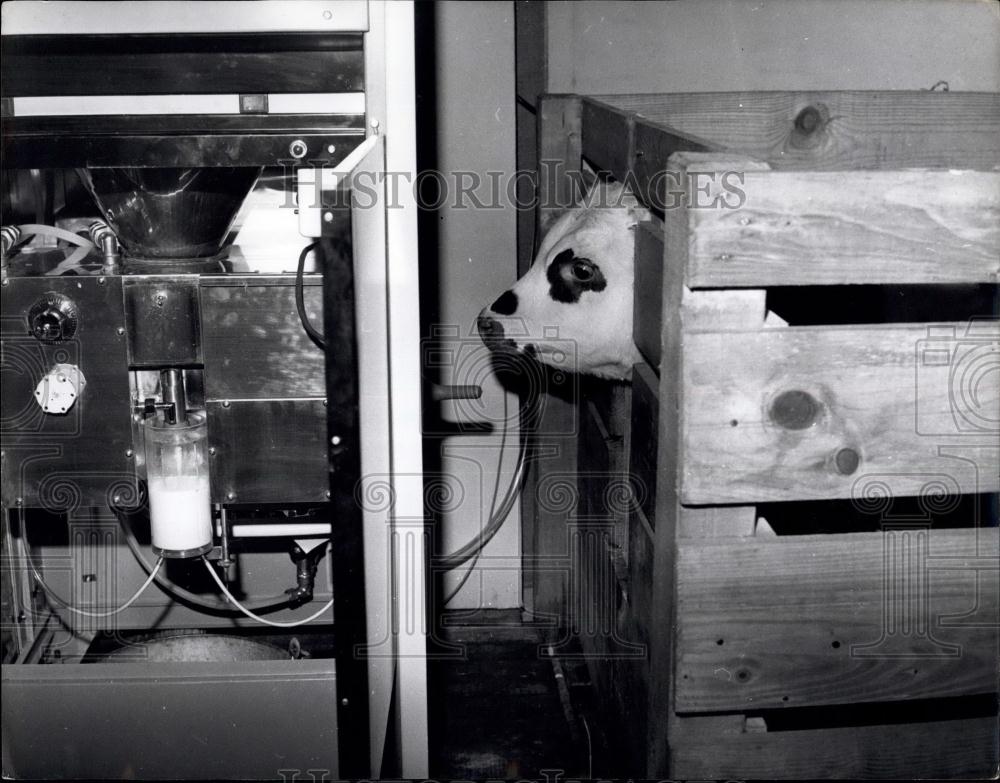 Press Photo young calf getting ready for breakfast with its new foster-mother. - Historic Images