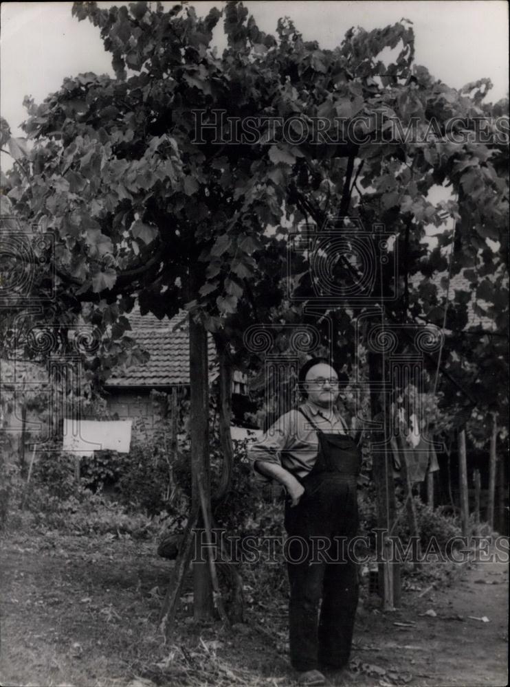 Press Photo Grape vines and their grower - Historic Images