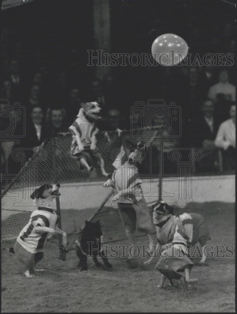 1955 Press Photo Dogs play soccer with a balloon - KSC19059 - Historic Images