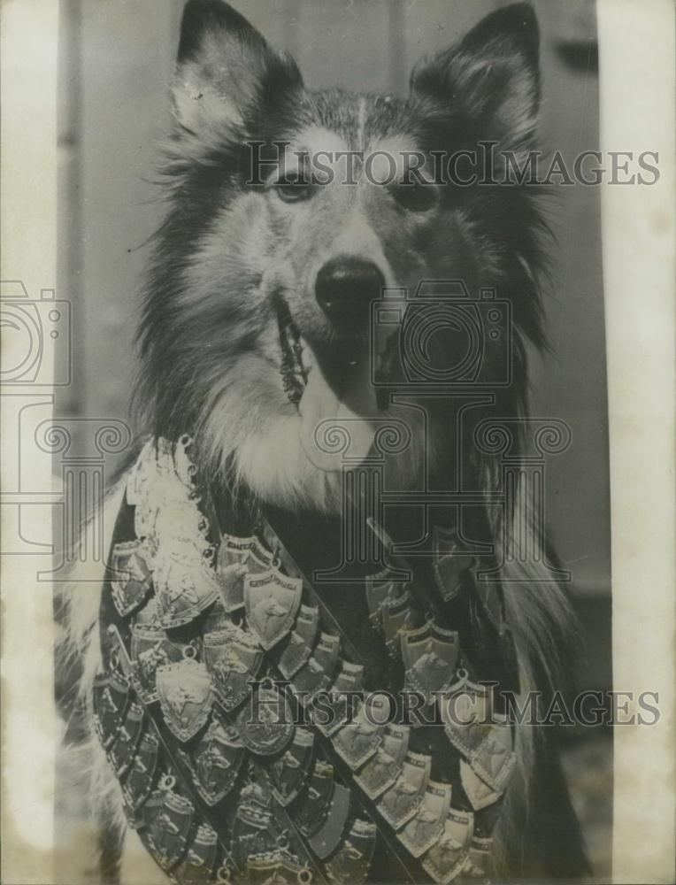 Press Photo Police dog and decorations he has earned - KSC20435 - Historic Images